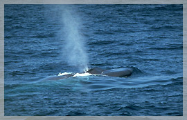 whale-img